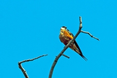 Mosque Swallow [Cecropis senegalensis monteiri]