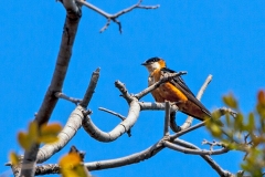 Mosque Swallow [Cecropis senegalensis monteiri]
