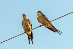 Greater Striped Swallow [Cecropis cucullata]