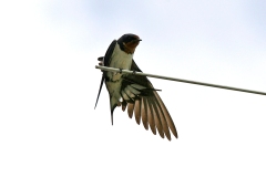 Red-chested Swallow [Hirundo lucida lucida]