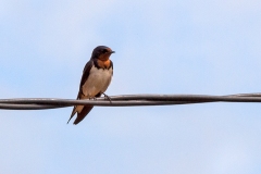 Red-chested Swallow [Hirundo lucida lucida]