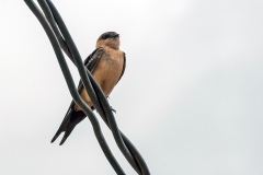 African Red-rumped Swallow [Cecropis melanocrissus domicella]