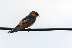 African Red-rumped Swallow [Cecropis melanocrissus domicella]