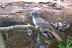 Terrestrial Brownbul [Phyllastrephus terrestris terrestris]
