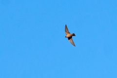Large Rock Martin [Ptyonoprogne fuligula fuligula]