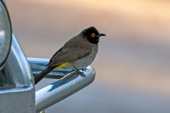 African Red-eyed Bulbul [Pycnonotus nigricans nigricans]