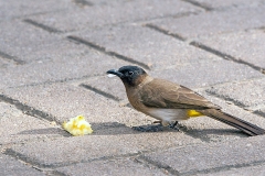 Common Bulbul [Pycnonotus barbatus layardi]