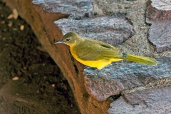 Yellow-bellied Greenbul [Chlorocichla flaviventris flaviventris]