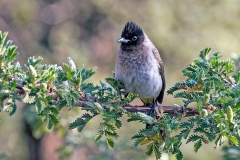 Common Bulbul [Pycnonotus barbatus layardi]