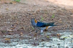 Lesser Striped Swallow [Cecropis abyssinica unitatis]