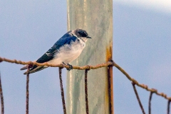 Chilean Swallow [Tachycineta leucopyga]