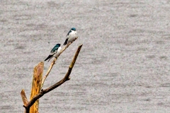 White-winged Swallow [Tachycineta albiventer]