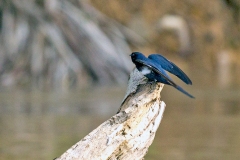 White-banded Swallow [Atticora fasciata]