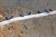 White-banded Swallow [Atticora fasciata]
