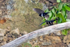 White-banded Swallow [Atticora fasciata]