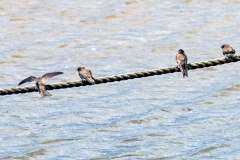Sand Martin [Riparia riparia riparia]