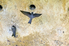 Sand Martin [Riparia riparia riparia]