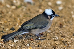 Light-vented Bulbul [Pycnonotus sinensis]