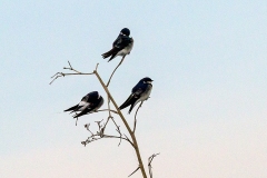 White-rumped Swallow [vTachycineta leucorrhoa]