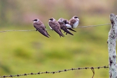 Brown-chested Martin [Progne tapera fusca]