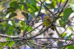Kikuyu Mountain Greenbul [Arizelocichla kikuyuensis]