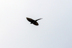 Black Saw-wing [Psalidoprocne pristoptera massaica]