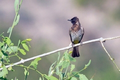 Common Bulbul [Pycnonotus barbatus dodsoni]