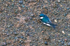 Mangrove Swallow [Tachycineta albilinea]