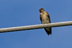 Grey-breasted Martin [Progne chalybea chalybea]