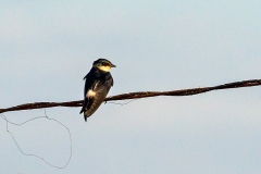 Mangrove Swallow [Tachycineta albilinea]