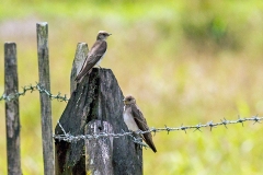 Northern Rough-winged Swallow [Stelgidopteryx serripennis fulvipennis]