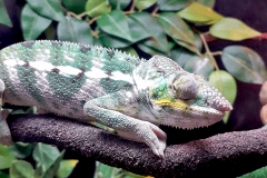 Panther Chameleon [Furcifer pardalis]