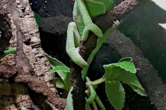 Veiled Chameleon [Chamaeleo calyptratus]
