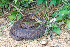 Common European Adder [Vipera berus] 