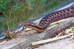 Common European Adder [Vipera berus] 