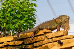 Green Iguana [Iguana iguana]