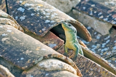 Ocellated Lizard [Timon lepidus]