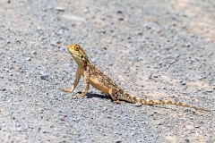 Southern Spiny Agama [Agama hispida]