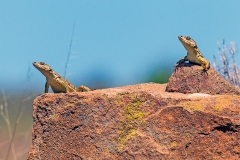Cape Crag Lizard [Pseudocordylus microlepidotus namaquensis]