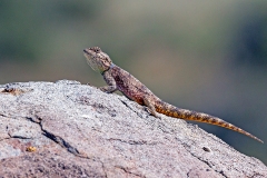 Southern Rock Agama [Agama atra]