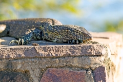 Nile Monitor [Varanus niloticus]