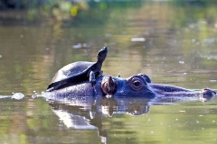 Serrated Hinged Terrapin [Pelusios sinuatus]