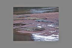 Nile Crocodile [Crocodylus niloticus]