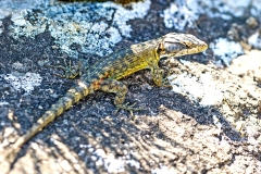 Drakensberg Crag Lizard [Platysaurus subviridis]