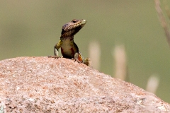 Drakensberg Crag Lizard [Platysaurus subviridis]