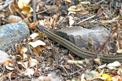 Chilean Long-tailed Snake [Philodryas chamissonis]