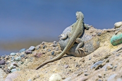 Peru Pacific Iguana [Microlophus peruvianus]