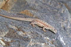 Peru Pacific Iguana [Microlophus peruvianus]
