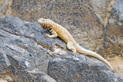 Peru Pacific Iguana [Microlophus peruvianus]