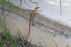 Oriental Garden Lizard [Calotes versicolor]